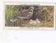 Birds & Their Young 1938,  Players Cigarette Card - 18 Marsh Harrier - Player's