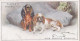 37 King Charles Spaniels - Dogs Scenic 1925  - Players Cigarette Card - Original - - Player's
