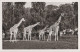Girafe - Munchener Tierpark Hellaubrunn - Netz Giraffen - Giraffes