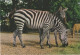 Zebra - Zebres - Zebras - Grants Zebra - Eunus Guagga Granti - Cebras