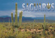 CPM - SAGUAROS CACTUS - Cactusses