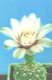 Pocket Calendar, Cactus With Blossom, 1990 - Small : 1981-90