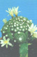 Pocket Calendar, Cactus With Blossoms, 1990 - Small : 1981-90