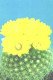 Pocket Calendar, Cactus With Blossoms, 1990 - Small : 1981-90