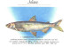 Pocket Calendar, Fish, Coregonus Albula, 1989 - Small : 1981-90