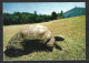 SAINTE-HELENE. Carte Postale écrite En 1982. Plantation House/Tortue. - Saint Helena Island