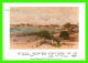 GRAND CAYMAN, B-W-I- 1930 VIEW OF HOGSTY BAY FROM DR. ROY'S HOME - MAEDAC CARDS - - Caïman (Iles)