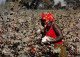 KOZA CAMEROUN CUEILLETTE DU COTON Photo Alain DENIS - Cpm - Kameroen