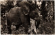 PC AFRICA ELEPHANT (a43115) - Afrique