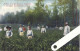 South Carolina, Summerville , Pickers In A Tea Field At Pinehurst - Summerville