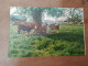 129 // PHOTO 19 X 12 CM / VACHES - Europe