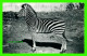 ZÈBRES - LA SOCIÉTÉ ZOOLOGIQUE DE QUÉBEC INC, ORSAINVILLE - ZÈBRE DE CHAPMAN - CIRCULÉE EN 1964 - HÉLIOGRAVURE  MARAIS - Zebra's