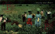 GATHERING WATER MELONS  Black Americana   Afro Americana Coleccionblack - Black Americana