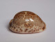 Cypraea Mappa - Seashells & Snail-shells