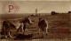 FAROS. PHARE. LIGHTHOUSE. RPPC. DONKEYS AT PENINNIS ST MARY'S. ISLES OF SCILLY - Scilly Isles