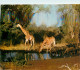 CPSM Girafes Se Désaltérant    L2360 - Giraffes