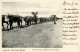 Kolonien Deutsch-Südwestafrika Ochsenwagen Stempel Windhuk 1906 I-II Colonies - History