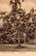 Kolonien Samoa Breadfruittree I-II Colonies - History