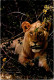 29-8-2023 (3 T 32) African Lion - Lions
