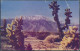 Mt. San Jacinto And Desert Cactus, Palm Springs, California - Posted 1950 - Palm Springs