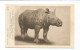 Neushoorn Old Postcard 1947 Javan Rhinoceros British Museum Htje - Rhinozeros