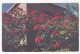 Bermuda - Poinsettias Bermuda Christmas Flower Postcard Posted 1947 To USA B230810 - Bermuda