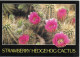 STRAWBERRY HEDGEHOG CACTUS, ARIZONA, UNITED STATES. UNUSED POSTCARD   Wt6 - Cactusses