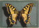 Delcampe - 5 Cartes Papillon Jaune Citron GONEPTERYX RHAMNI  Aux Anémones LIMENITIS Publicitaire - Papillons
