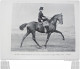 Delcampe - 1899 YATCHTING BASSIN D'ARCACHON / L'OURS LUTTEUR / BOXE JIM JEFFRIES / ECUYERE DE HAUTE ECOLE / FOX TERRIER A POIL RAS. - 1850 - 1899