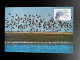 NETHERLANDS 1982 GEESE CIRCULATED MAXIMUM CARD NEDERLAND BIRDS VOGELS - Maximum Cards