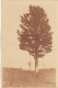 D4120) Bei HALL In Tirol  HALLTAL - Sehr Alte FOTO AK  Materl U. Einzelner Baum - A. Riepenhausen 1916 - Hall In Tirol