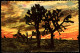 Giant Joshua Trees Against Desert Sunset, Arizona - Unused - Autres & Non Classés