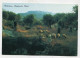 AK 160906 PALESTINE - Bethlehem - Shepherd's Field - Palestine