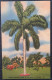 USA.Florida.Vintage C1940er Postkarte Palme Tropische Pracht Findet All Seinen Ruhm In Florida - St Petersburg