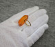 Delcampe - Beautiful Vintage Amber Ring - Anelli