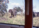 60s ELEPHANT ANGOLA AFRICA AFRIQUE 35mm DIAPOSITIVE SLIDE NO PHOTO FOTO NB2658 - Diapositives