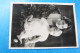 Delcampe - S.A.R. /H.K.H Albert-Astrid Belgique Boudewijn Josephine-Charlotte Luxembourg Lot X 45 Postkaarten - Boxe