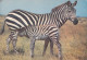 CPA - A ZEBRA AND HER BABY, GENERAL VIEW - Zebre