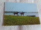 PARC NATUREL REGIONAL DE LORRAINE...A CHEVAL AUTOUR DE L'ETANG DE MADINE - Lorraine