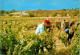 11-9-2023 (4 T 48) Australia - SA - Barossa Valley Grrape Picking (wine Industry) - Barossa Valley