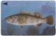 Bahrain - Batelco (GPT) - Fish Of Bahrain - Grouper - 41BAHN (Crossed Ø) - 1996, Used - Bahrein