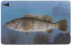 Bahrain - Batelco (GPT) - Fish Of Bahrain - Grouper - 41BAHN (Normal 0), 1996, Used - Bahreïn