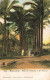 EGYPTE - Alexandrie - Allé De Palmiers à El-Noussa - Colorisé - Carte Postale Ancienne - Darmstadt