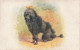 ANIMAUX & FAUNE - Chien - Colorisé - Carte Postale Ancienne - Dogs