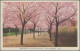 Camp Mail Tsingtau: Narashino, 1920: Ppc "Tsingtau Botanical Garden" Endorsed Sd - China (kantoren)