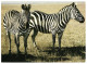 Zebras. Unused Postcard. Publisher Planeta, Moscow Soviet Russia USSR 1986 - Zebra's