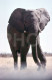 4 Slides Set 60s ELEPHANT ANGOLA AFRICA AFRIQUE 35mm DIAPOSITIVE SLIDE NO PHOTO FOTO NB2661 - Diapositives