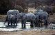 4 Slides Set 60s ELEPHANT ANGOLA AFRICA AFRIQUE 35mm DIAPOSITIVE SLIDE NO PHOTO FOTO NB2661 - Diapositives