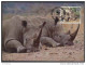 RHINOCEROS  / SWAZILAND / WWF 1987 CARTE MAXIMUM FDC (ref 2358) - Rhinoceros