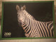 Zebra. Equus Burchelli Chapmanni. - Cebras